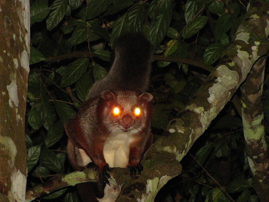 red giant flying squirrel

