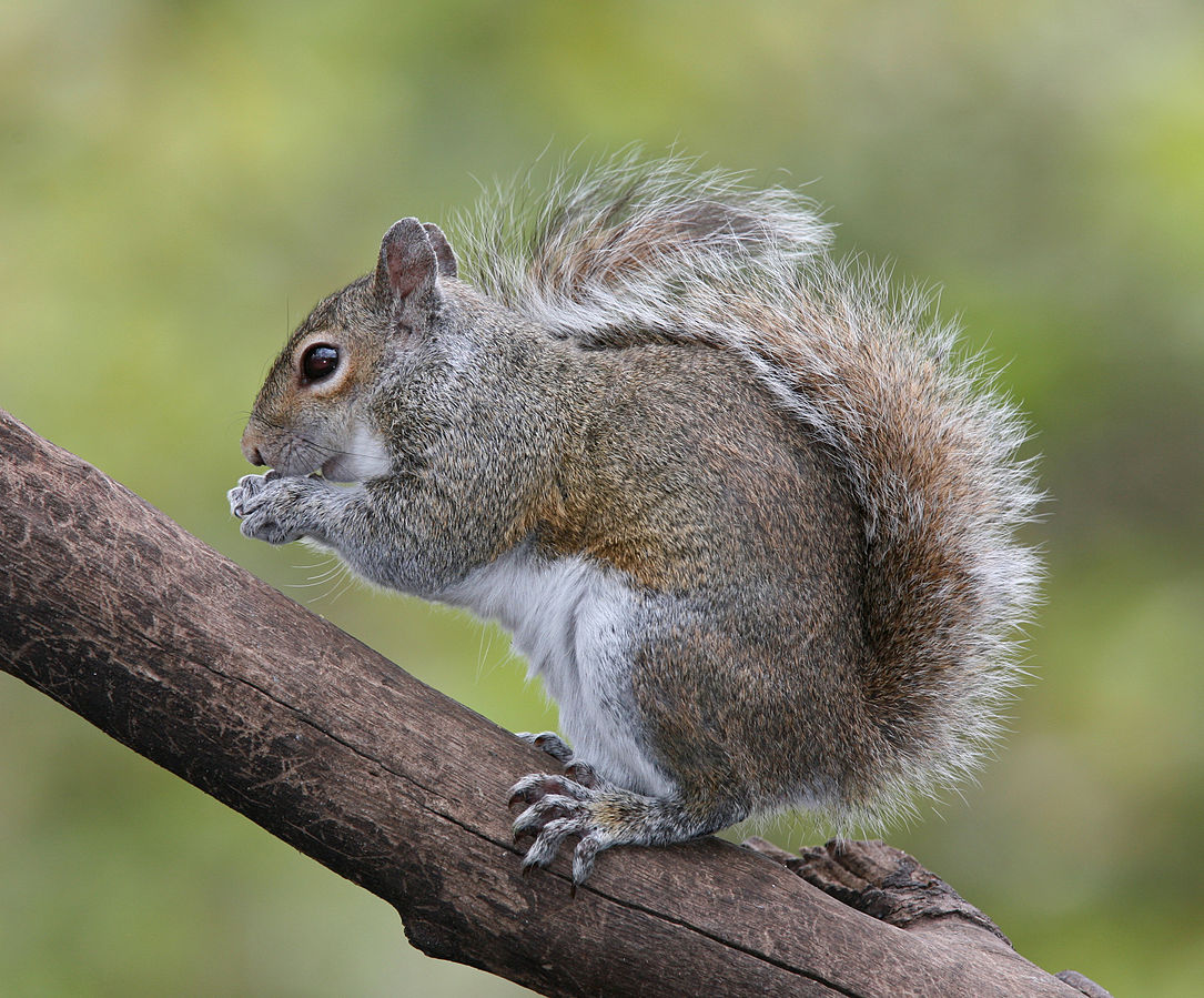 12 Biggest Squirrel Species In The World Top Biggest