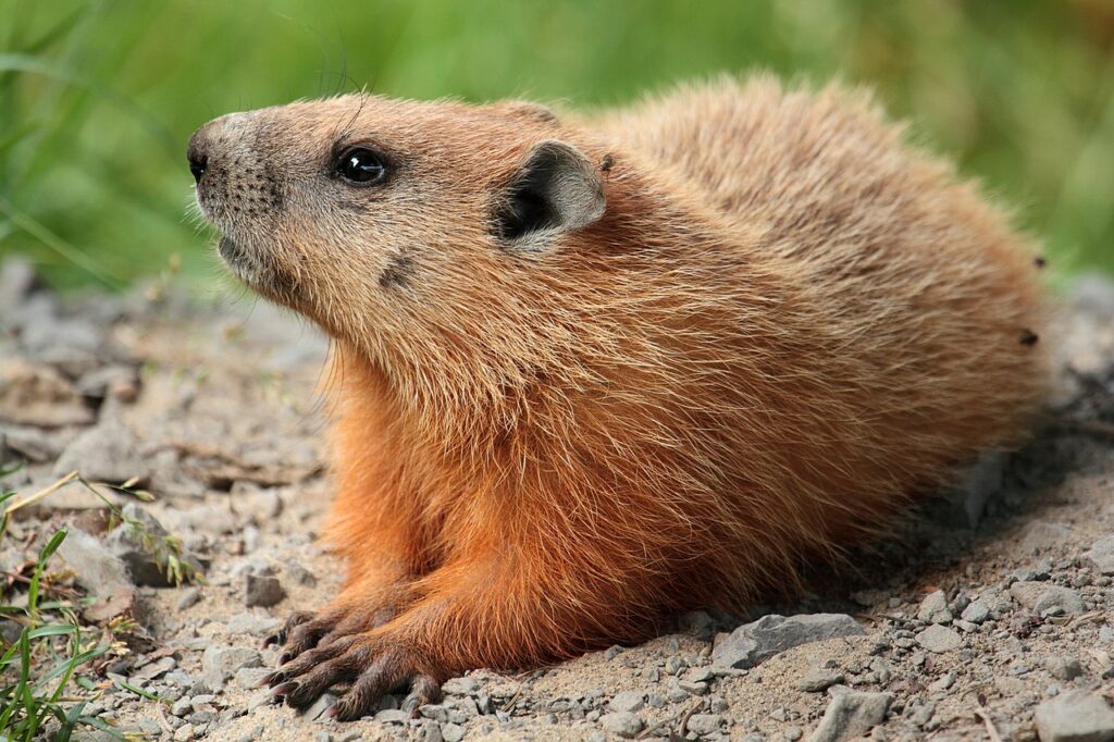 Groundhog