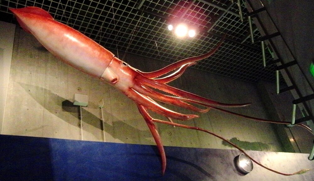 7-biggest-squids-in-the-world-top-biggest