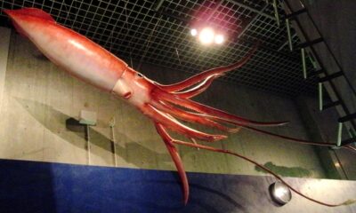 Biggest Squids in the world