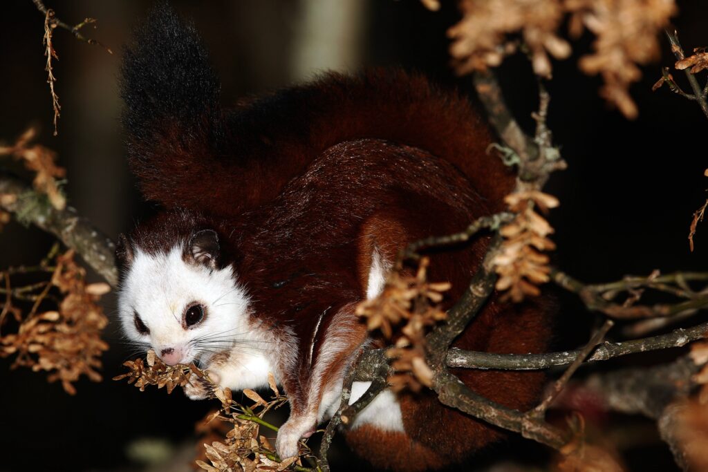 Laotian Giant Squirrel