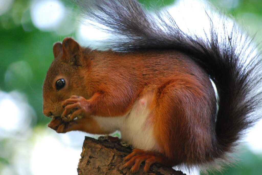 Tufted Ground Squirrel