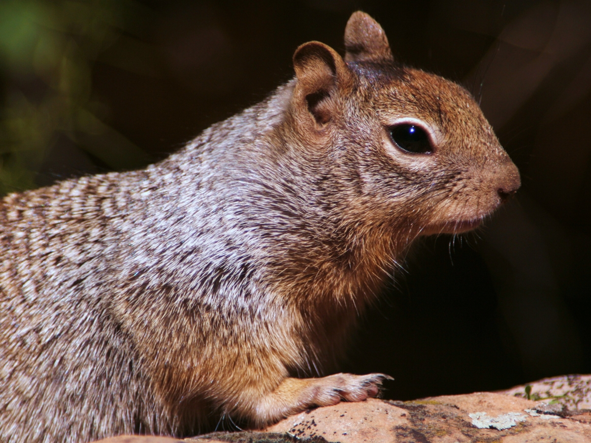 12 Biggest Squirrel Species In The World - Top Biggest