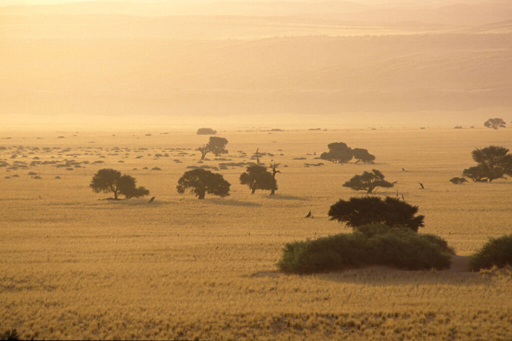 The Australian Savanna grasslands