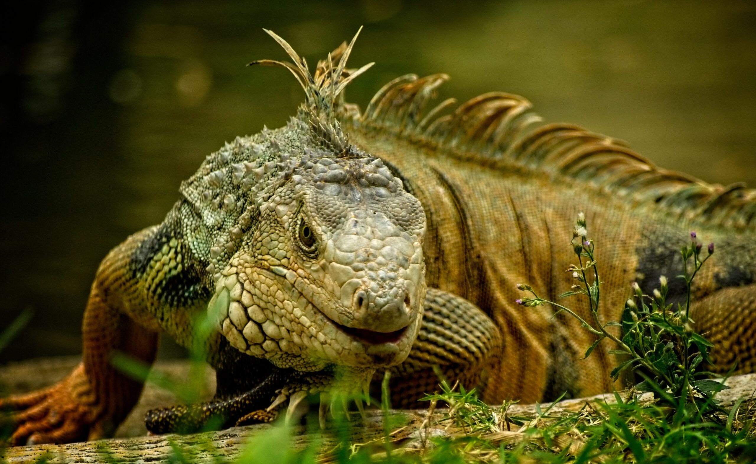 10 Biggest Lizards In The World   Green And Brown Iguana 1598421 Scaled 