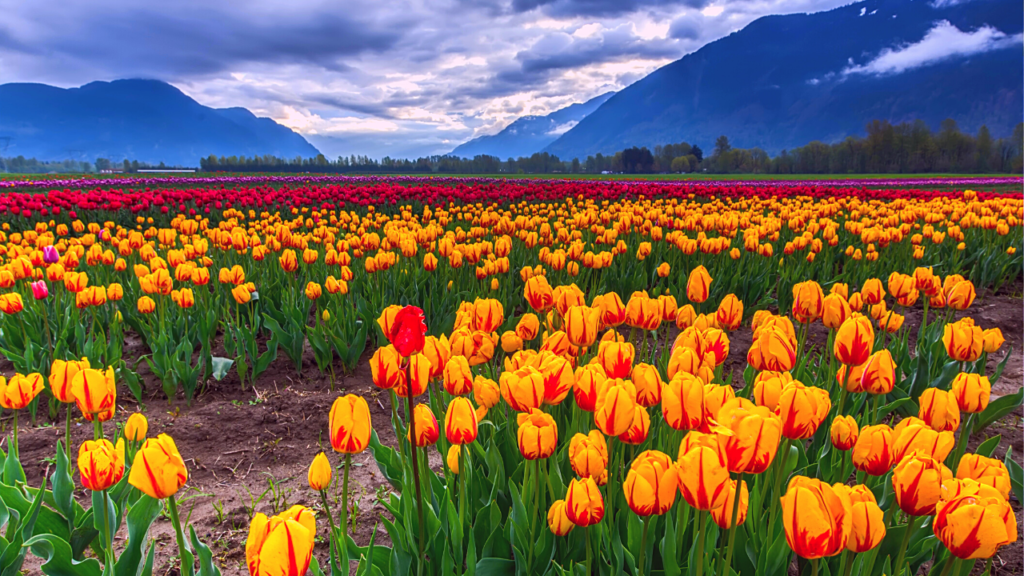 10-biggest-tulip-gardens-in-the-world