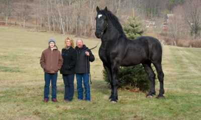 biggest horses in the world
