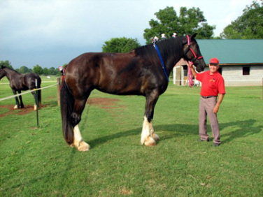 tina-tallest-horse