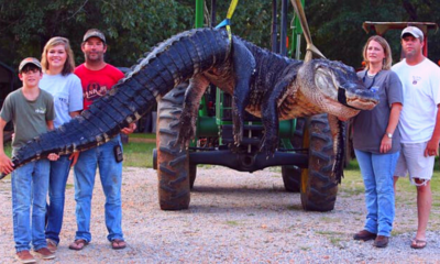 Biggest Alligators In The World