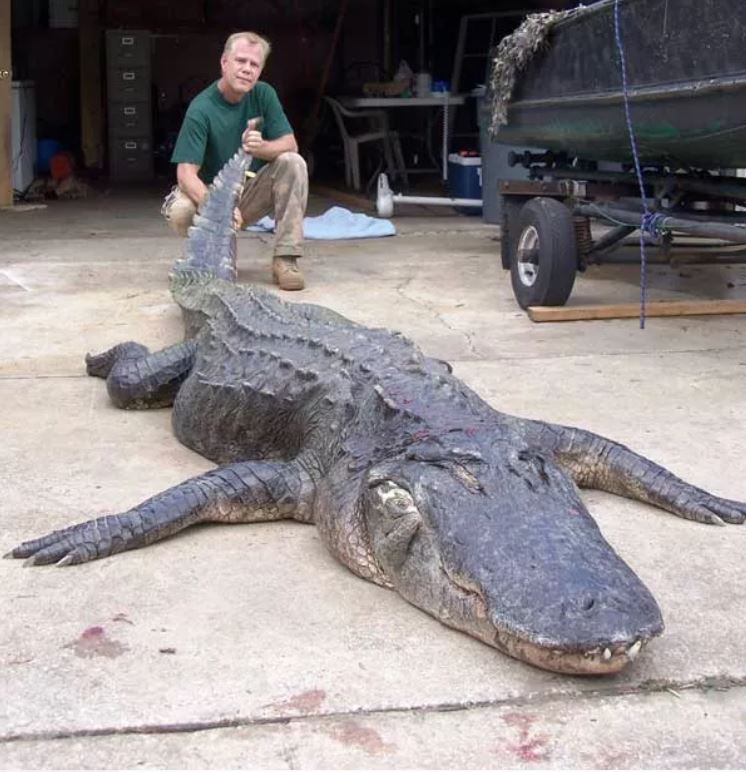 Robert Ammerman’s Alligator
