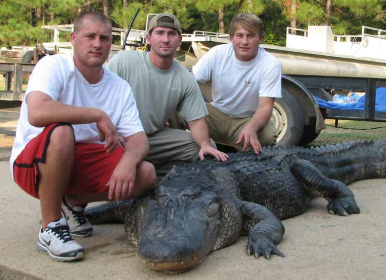 7 Biggest Alligators In The World