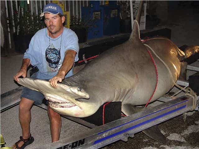 World Record Hammerhead Shark