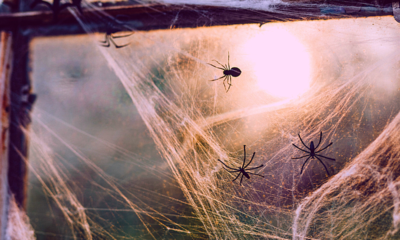 Biggest Spiders In Australia