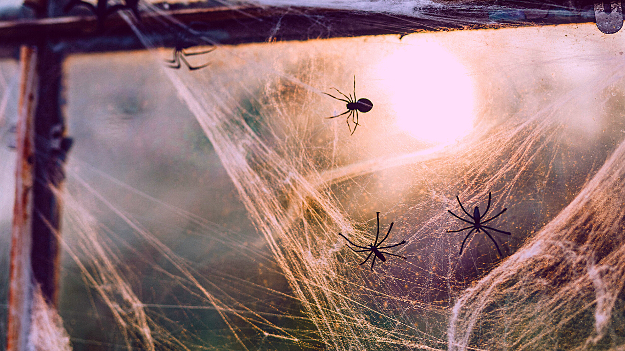 Biggest Spiders In Australia