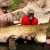10 Biggest Catfish Ever Caught