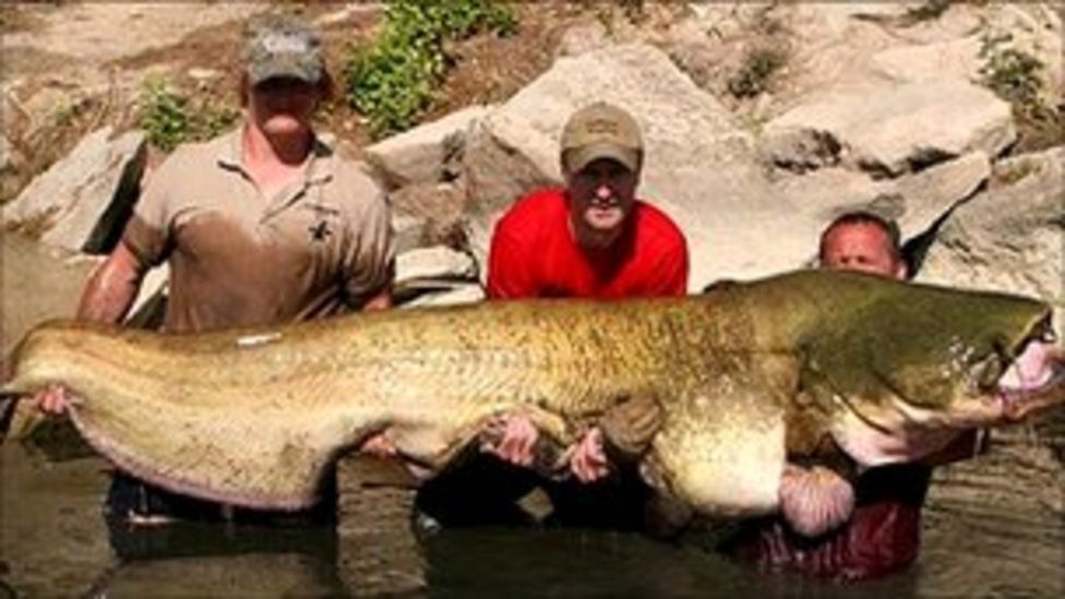 10 Biggest Catfish Ever Caught