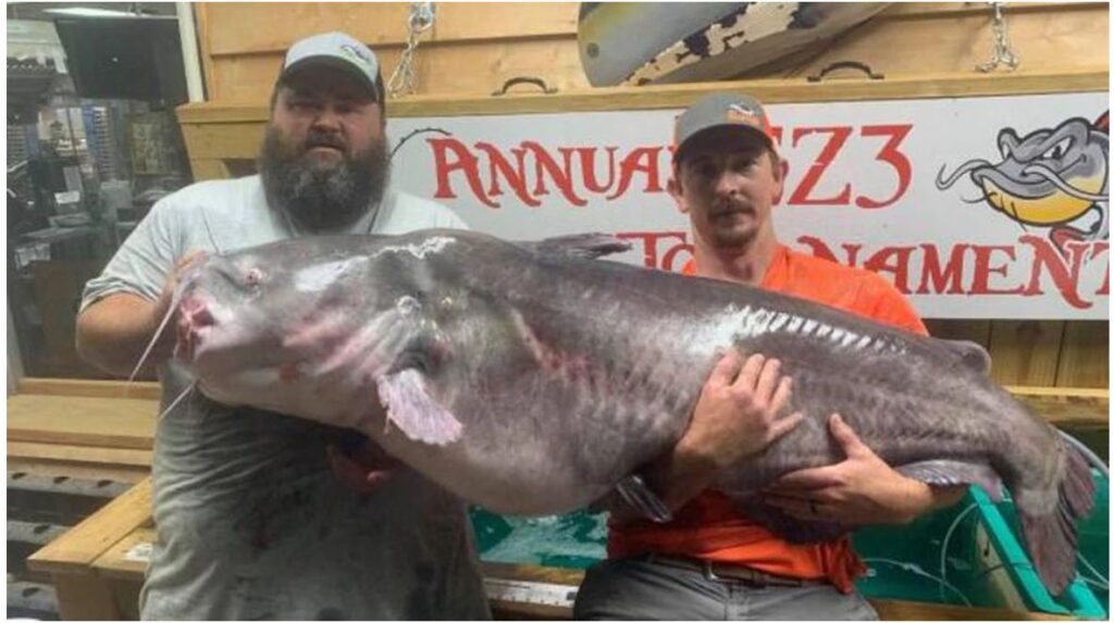 A huge blue catfish caught at Johnson County by Rocky Baker