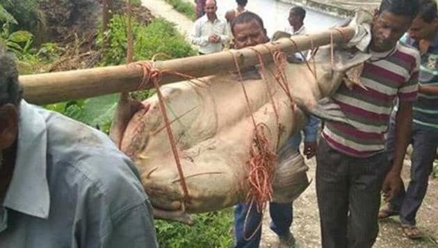 Monster catfish caught in Uttarakhand