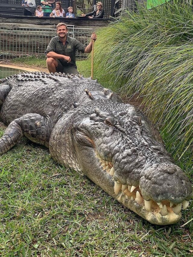 World’s Biggest Crocodile Who Lives Like A King!