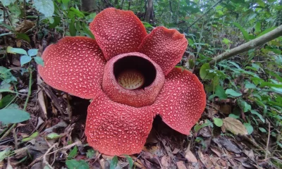 biggest flowers in the world