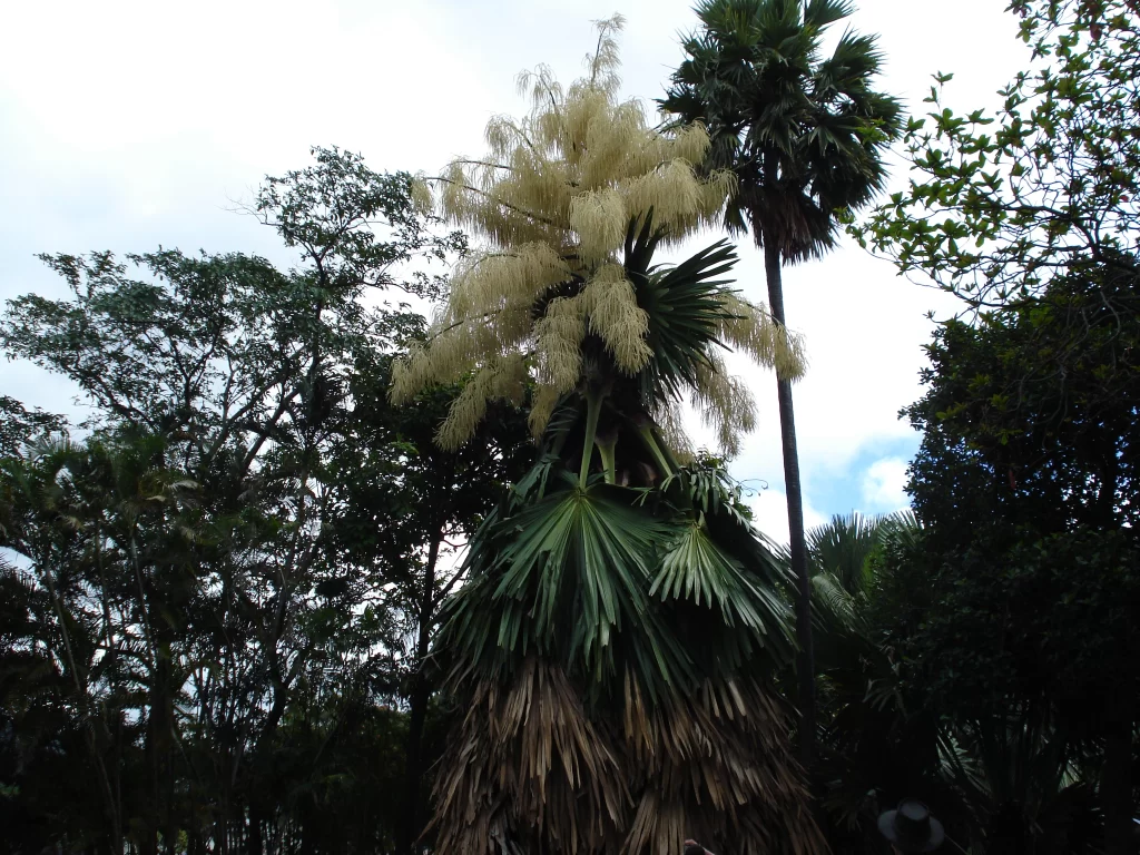 talipot palm